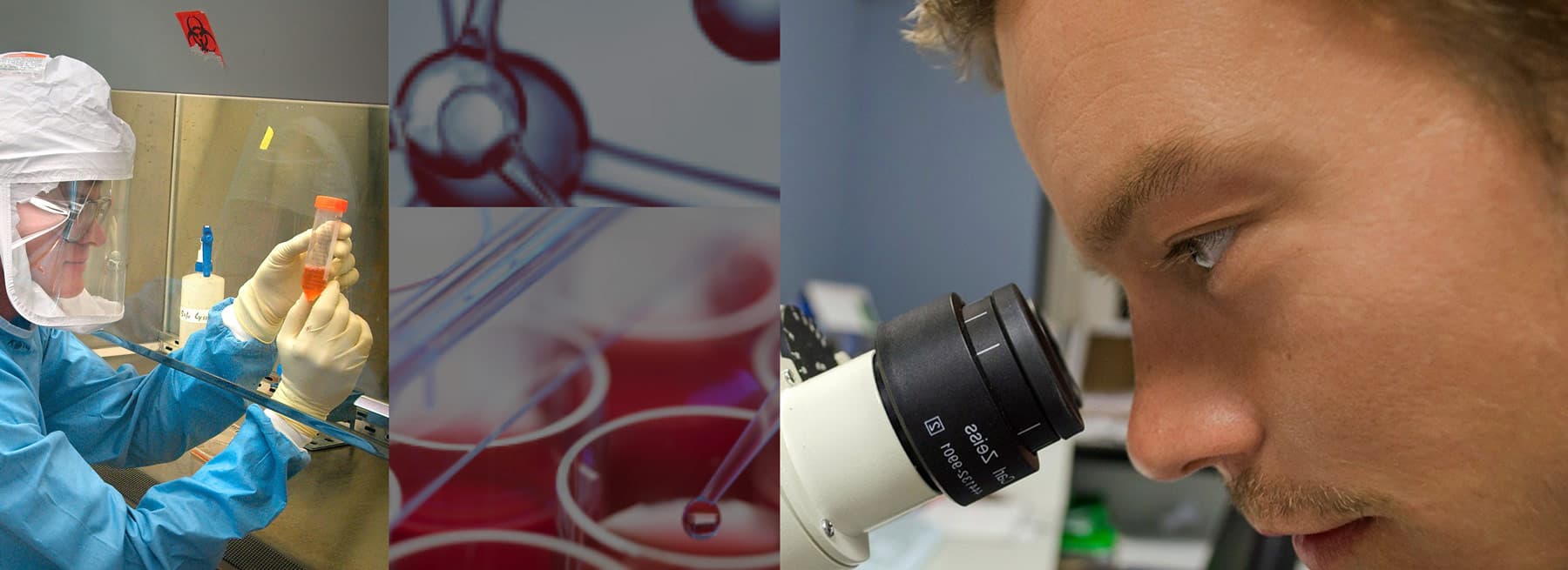 labworm microscope